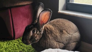 灰兔卧于绿草地