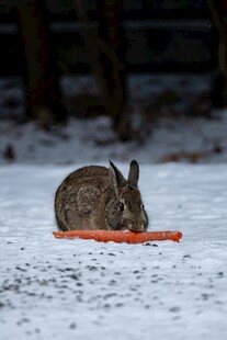 雪地中啃食胡萝卜的野兔