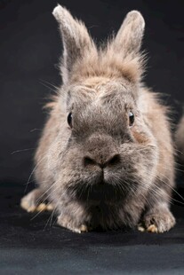 可爱灰毛小兔