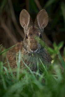 草丛中的可爱野兔