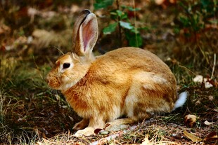 野外的棕色兔子