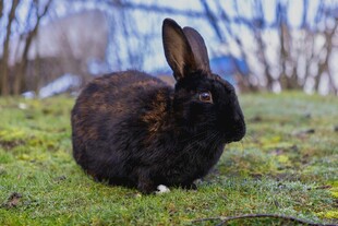 黑兔静卧于翠绿草地