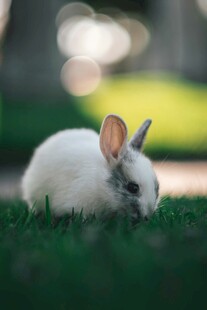草地上的可爱小白兔