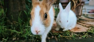 草地上的可爱两只小仓鼠