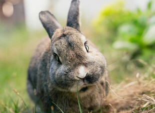 草地上的可爱灰毛兔子
