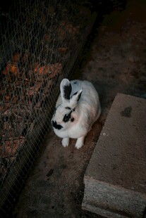 墙角处的黑白猫咪