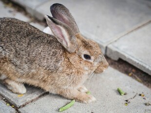 灰兔于地面专注觅食