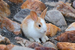 岩石间的可爱白兔