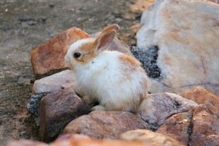岩石旁的可爱小兔子