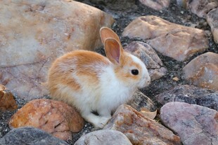岩石间的可爱小萌兔