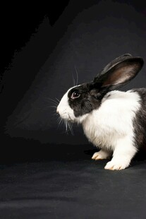 黑白萌兔侧立