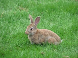 草地上的棕色兔子