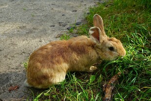 草地上的可爱小兔子