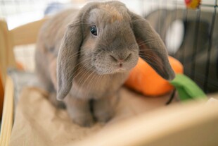 可爱垂耳兔与胡萝卜