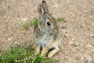 野外小灰兔蹲坐草地