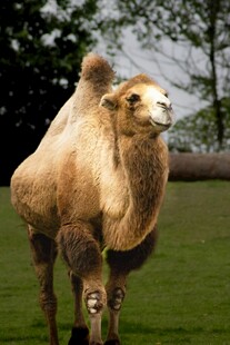 草原上的单峰骆驼