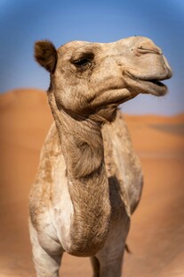 沙漠中的骆驼特写
