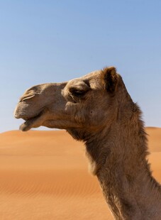沙漠中的骆驼特写
