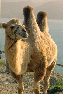 沙漠之舟骆驼特写