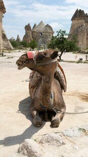 沙漠中休憩的骆驼