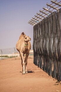 沙漠中行走的骆驼