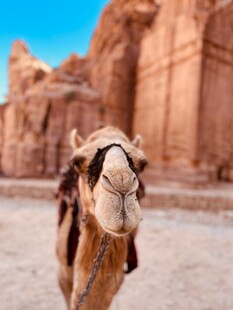 沙漠中骆驼与古老建筑