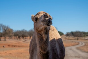 沙漠中的骆驼