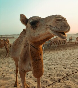 沙漠中的骆驼