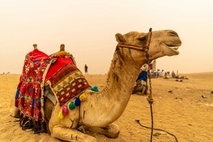 沙漠中休憩的华丽装饰骆驼