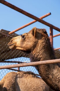 围栏内的骆驼