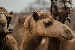 一群骆驼特写