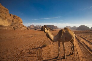沙漠中的单峰骆驼