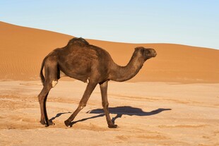 沙漠中独行的骆驼