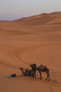 沙漠中休憩的骆驼队伍