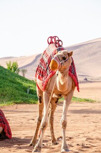 沙漠中装饰精美的骆驼