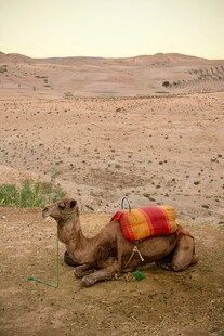 沙漠中休憩的彩色鞍骆驼