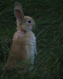 草丛中的可爱站立小兔子