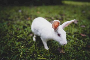 草地上的可爱白兔