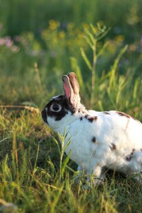 草地上的黑白斑点兔子