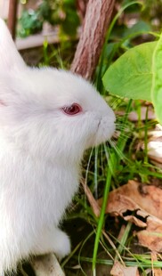 可爱白兔于绿植间