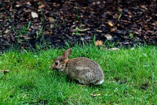 草地上的可爱小兔子