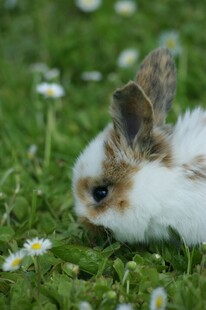 草地上的可爱小兔子