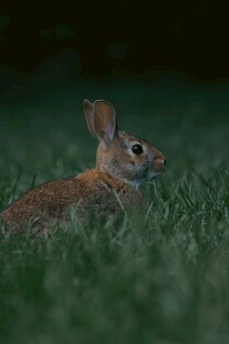 草地上的可爱小兔子