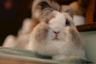 可爱垂耳兔惬意趴卧