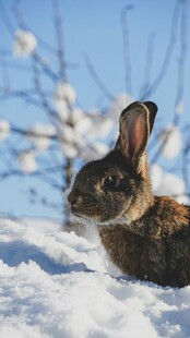 雪地中的野兔