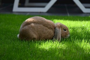 草地上休憩的棕色兔子