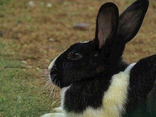 黑白花兔侧躺草地