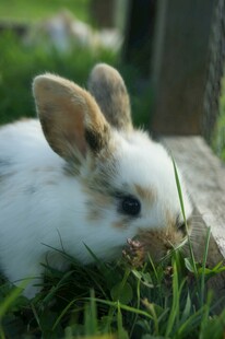 草地上的可爱小白兔