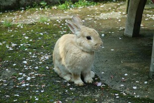 草地上的可爱小兔子