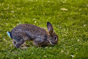 草地上的灰毛兔子